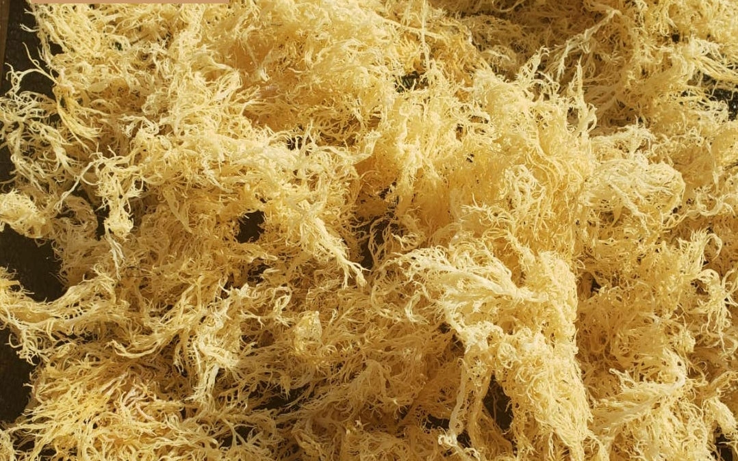 IRISH SEA MOSS (GOLD)